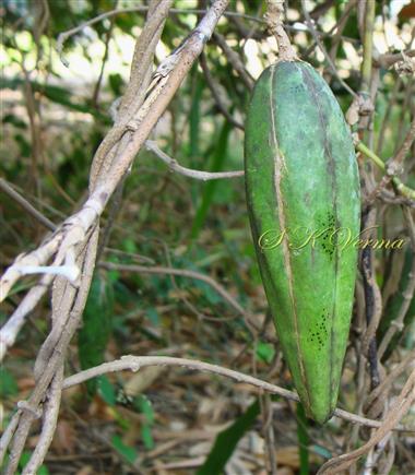  Fruit